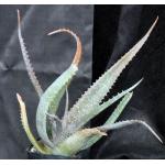 Aloe labworana one-gallon pots